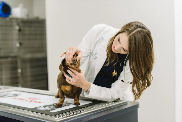Dogwood Veterinary Clinic Picture 7