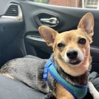Barbour Lane Animal Hospital ico