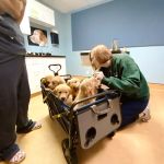 Springhurst Animal Hospital