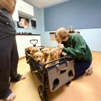 Springhurst Animal Hospital ico