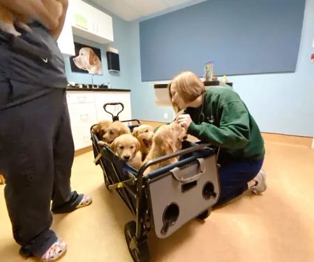 Springhurst Animal Hospital