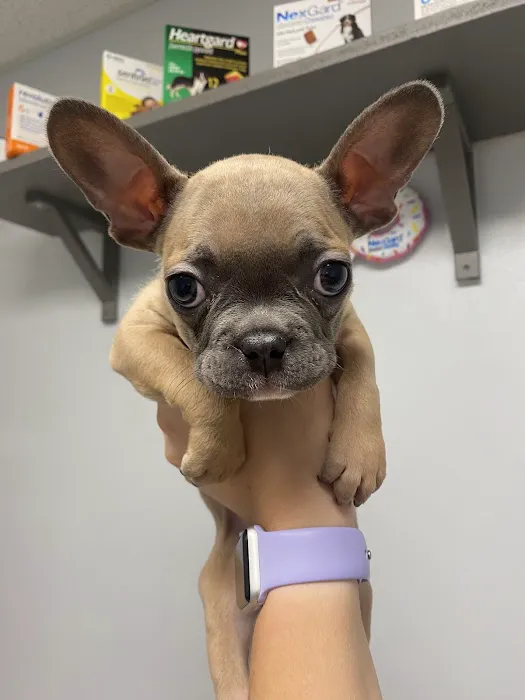 Dr John's Pet Care Clinic Picture 3
