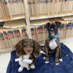 Dr John's Pet Care Clinic