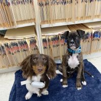 Dr John's Pet Care Clinic ico