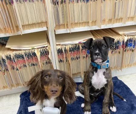 Dr John's Pet Care Clinic