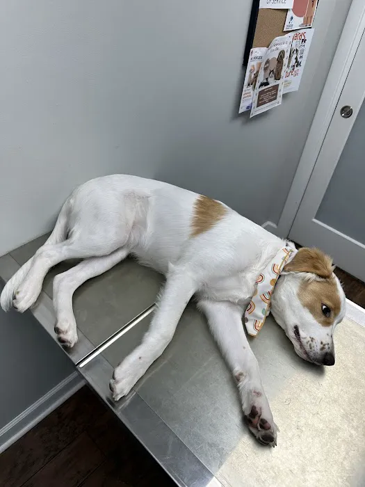 Doerr Animal Clinic Picture 4