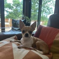Doerr Animal Clinic ico