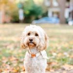 Plantation Animal Clinic