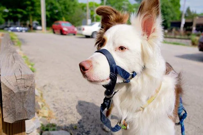 Access Veterinary Care Picture 10