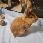 All Pets Veterinary Center