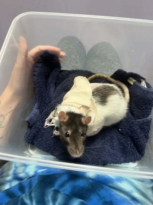All Pets Veterinary Center Picture 3