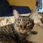 Lyndon Animal Clinic