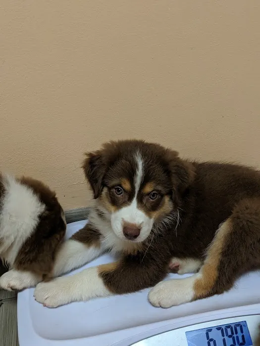 Lyndon Animal Clinic Picture 4