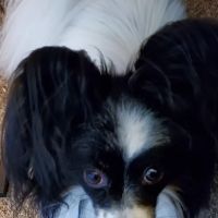 LouVet Animal Clinic ico