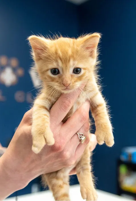 LouVet Animal Clinic Picture 2
