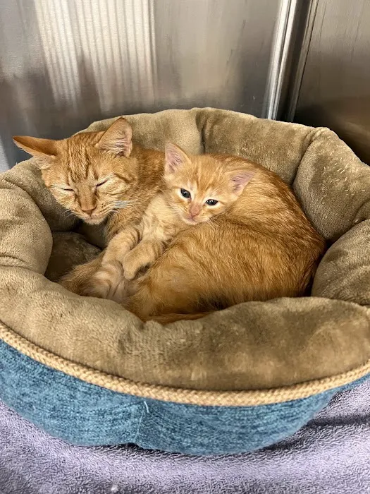 LouVet Animal Clinic Picture 8