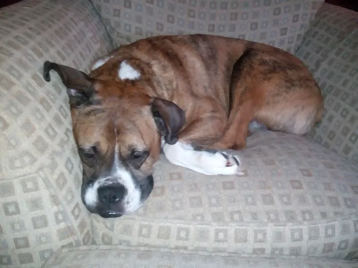 Westport Animal Hospital Picture 7