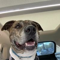 East Louisville Animal Hospital ico