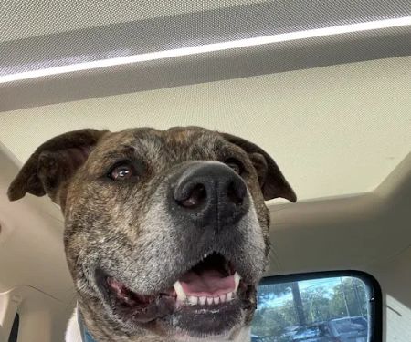 East Louisville Animal Hospital