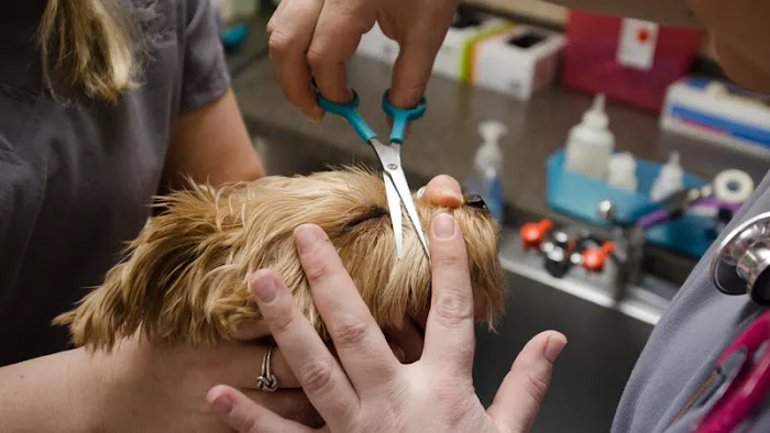 East Louisville Animal Hospital Picture 6