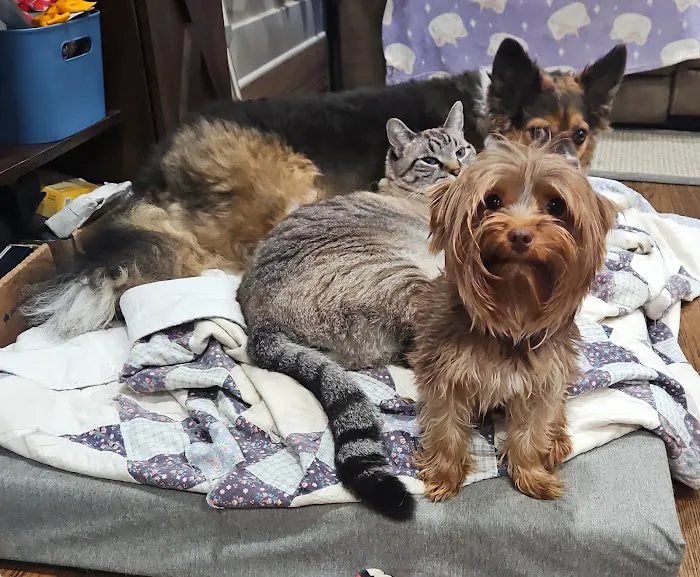 Fenwick Animal Clinic Picture 10