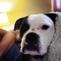 Fenwick Animal Clinic ico