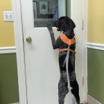 Chenoweth Animal Hospital