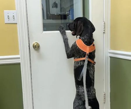 Chenoweth Animal Hospital