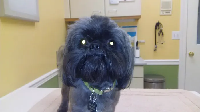 Chenoweth Animal Hospital Picture 5