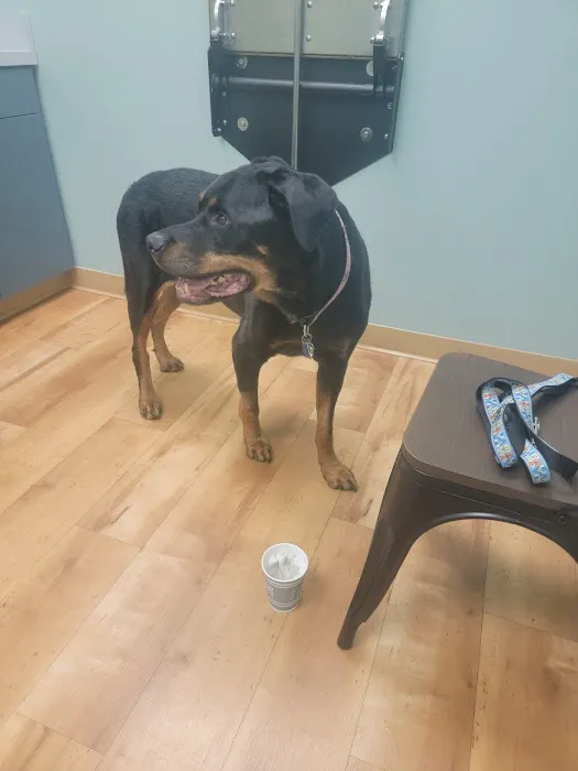 Animal Dermatology Clinic Picture 3