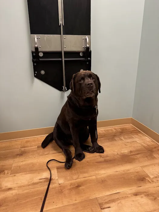 Animal Dermatology Clinic Picture 5