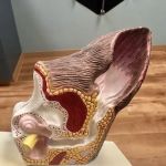 Animal Dermatology Clinic