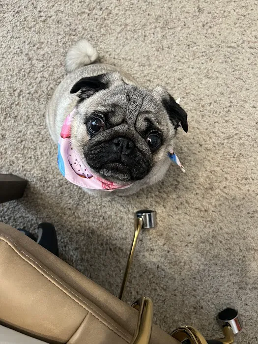 Animal Dermatology Clinic Picture 8