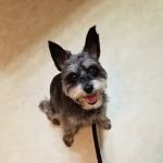 Middletown Animal Clinic