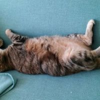 CVCA Cardiac Care For Pets ico