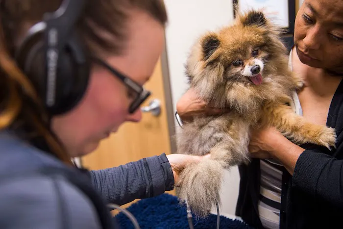 CVCA Cardiac Care For Pets Picture 7