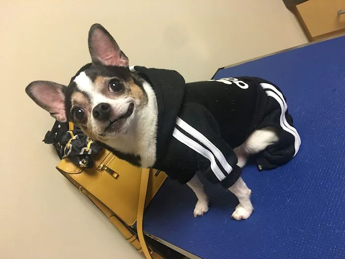 CVCA Cardiac Care For Pets Picture 10