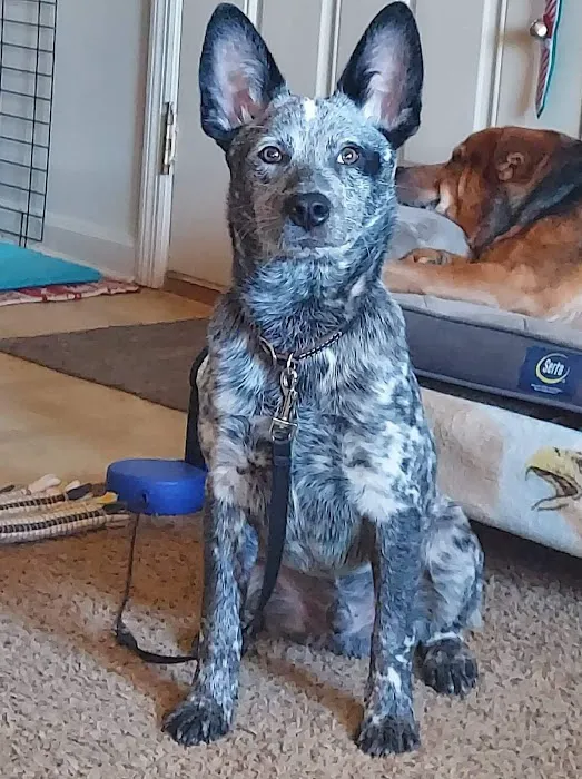 BluePearl Pet Hospital Picture 10