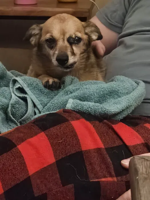 BluePearl Pet Hospital Picture 7