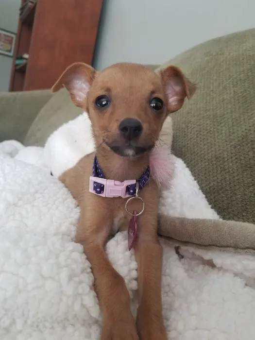 BluePearl Pet Hospital Picture 6