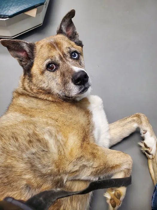 Johnson Animal Clinic Picture 3