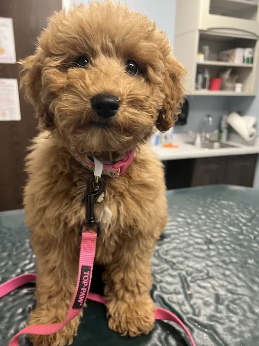 Johnson Animal Clinic Picture 4
