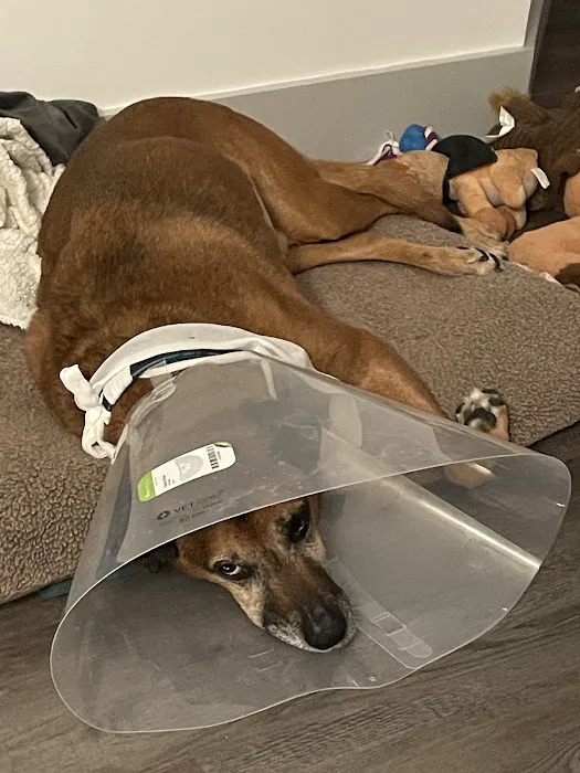 Vetco Total Care Animal Hospital Picture 8