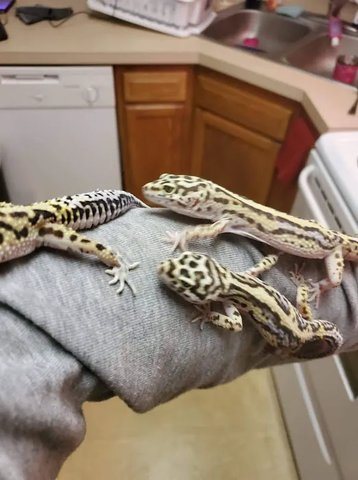 INDIANA REPTILE BREEDERS EXPO *once a month* Picture 8