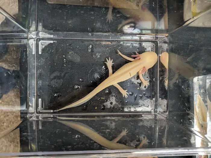 INDIANA REPTILE BREEDERS EXPO *once a month* Picture 4