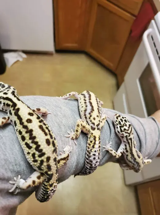 INDIANA REPTILE BREEDERS EXPO *once a month* Picture 3
