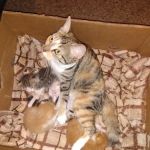 Greentree Pet Center