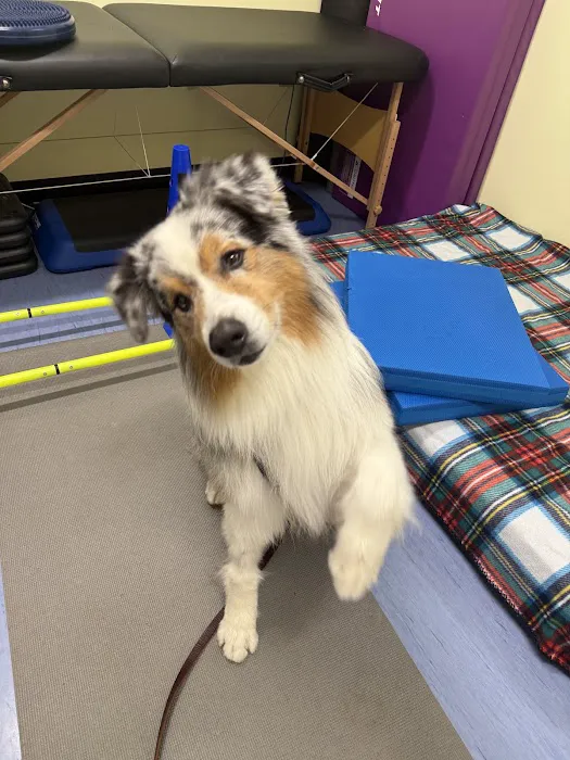 Care-Pets Animal Hospital & Wellness Center Picture 7
