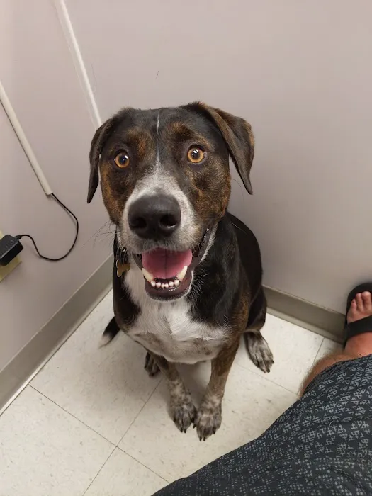 Evergreen Animal Hospital Picture 9