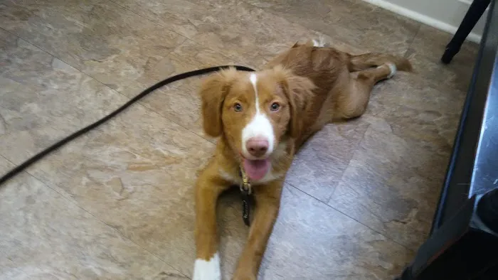 Companion Animal Hospital of Middletown Picture 5